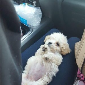 Meet your Posher, Karla